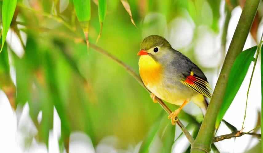 荊州觀鳥協會