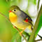 荊州觀鳥協會